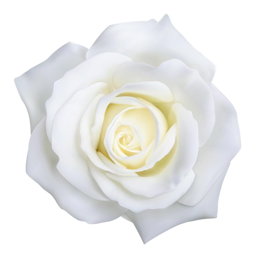White rose isolated